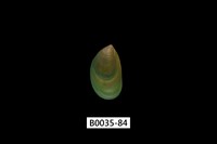 藏品(綠殼菜蛤)的圖片